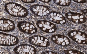 Anti-Na+-K+ ATPase 1 Antibody, clone 1E13 ZooMAb Rabbit Monoclonal 