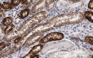 Anti-Na+/K+ ATPase -1 Antibody, clone C464.6 ZooMAb Mouse Monoclonal 