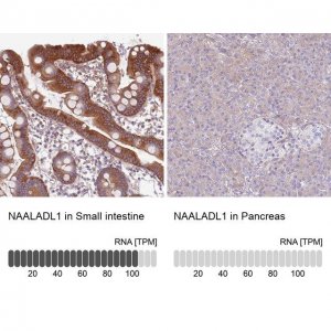 Anti-NAALADL1 antibody produced in rabbit 