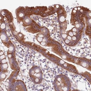 Anti-NAALADL1 antibody produced in rabbit 