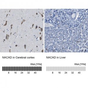 Anti-NACAD antibody produced in rabbit 