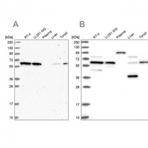 Anti-NAE1 antibody produced in rabbit 