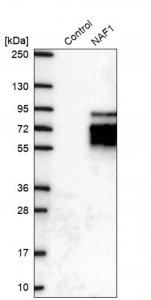 Anti-NAF1 antibody produced in rabbit 