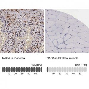 Anti-NAGA antibody produced in rabbit 