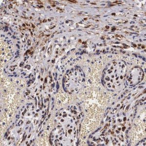 Anti-NAGA antibody produced in rabbit 