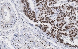 Anti-Nanog Antibody, clone 4C17 ZooMAb Rabbit Monoclonal 