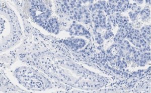Anti-Nanog Antibody, clone 4C17 ZooMAb Rabbit Monoclonal 