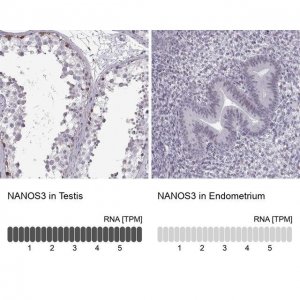 Anti-NANOS3 antibody produced in rabbit 