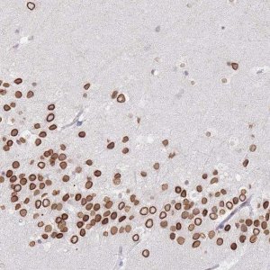 Anti-NANP antibody produced in rabbit 
