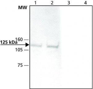 Anti-Nap1 (N-terminal) antibody produced in rabbit 