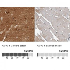 Anti-NAPG antibody produced in rabbit HPA011389-100UL