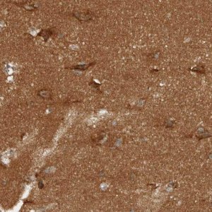 Anti-NAPG antibody produced in rabbit HPA011389-100UL