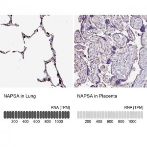 Anti-NAPSA antibody produced in rabbit HPA047236-100UL
