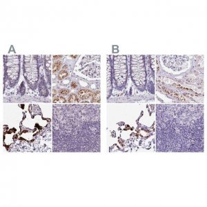 Anti-NAPSA antibody produced in rabbit HPA047236-100UL