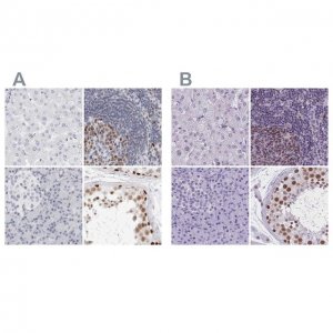 Anti-NASP antibody produced in rabbit 