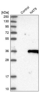Anti-NAT9 antibody produced in rabbit HPA021820-100UL