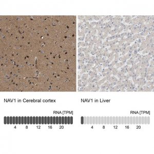 Anti-NAV1 antibody produced in rabbit 