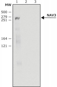 Anti-NAV3 (C-terminal) antibody produced in rabbit 