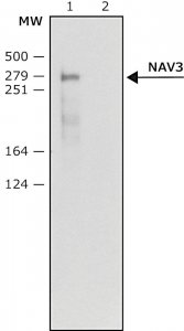 Anti-NAV3 (N-terminal) antibody produced in rabbit 