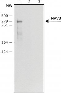 Anti-NAV3 (N-terminal) antibody produced in rabbit 