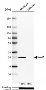 Anti-NAXE antibody produced in rabbit 
