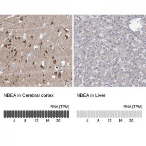 Anti-NBEA antibody produced in rabbit 