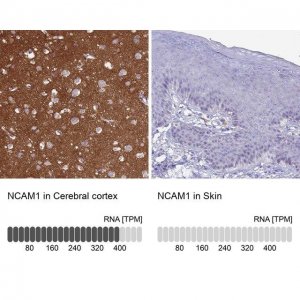 Anti-NCAM1 antibody produced in rabbit HPA039835-100UL
