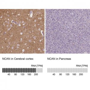 Anti-NCAN antibody produced in rabbit 