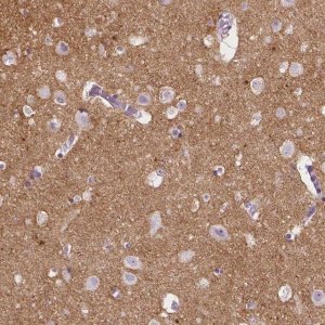 Anti-NCAN antibody produced in rabbit 