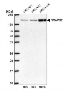 Anti-NCAPD2 antibody produced in rabbit 