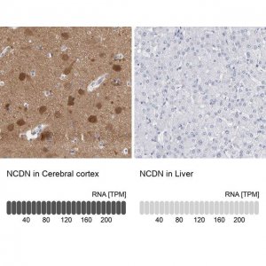 Anti-NCDN antibody produced in rabbit 