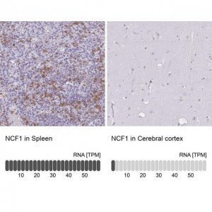 Anti-NCF1 antibody produced in rabbit 