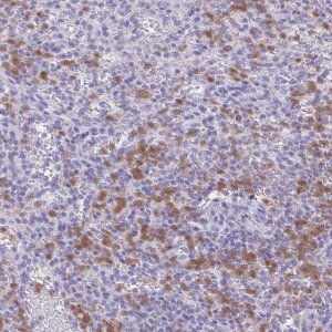 Anti-NCF1 antibody produced in rabbit 