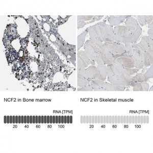 Anti-NCF2 antibody produced in rabbit HPA006040-100UL