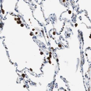 Anti-NCF2 antibody produced in rabbit HPA006040-100UL