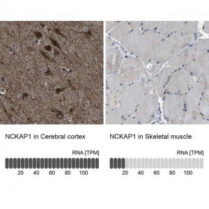 Anti-NCKAP1 antibody produced in rabbit 