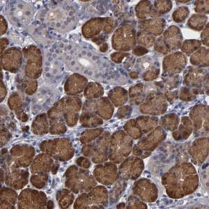 Anti-NDRG2 antibody produced in rabbit 