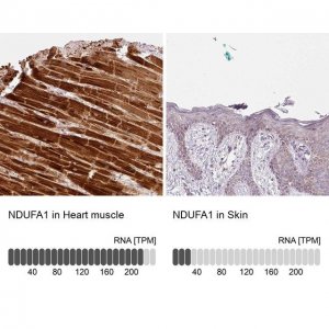 Anti-NDUFA1 antibody produced in rabbit 