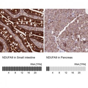 Anti-NDUFA9 antibody produced in rabbit HPA042268-100UL