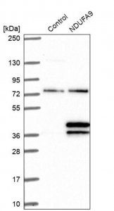 Anti-NDUFA9 antibody produced in rabbit HPA042268-100UL