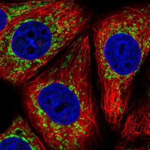 Anti-NDUFAF2 antibody produced in rabbit 