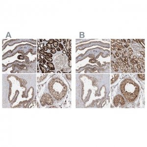 Anti-NDUFAF3 antibody produced in rabbit 