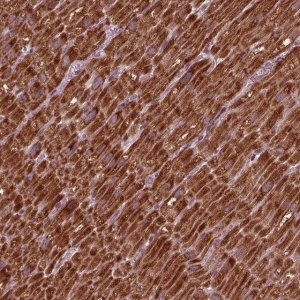 Anti-NDUFB10 antibody produced in rabbit 