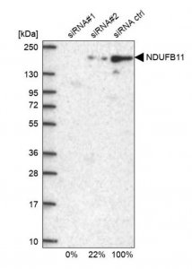 Anti-NDUFB11 antibody produced in rabbit 