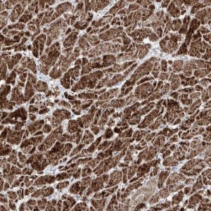 Anti-NDUFB3 antibody produced in rabbit 