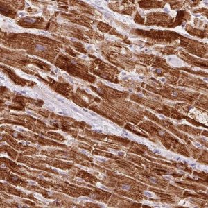 Anti-NDUFB4 antibody produced in rabbit 
