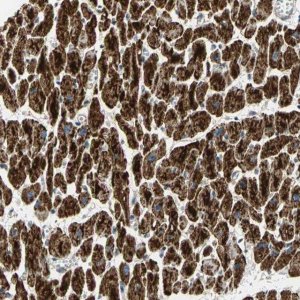 Anti-NDUFB5 antibody produced in rabbit 