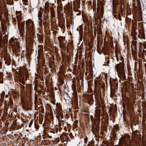 Anti-NDUFS2 antibody produced in rabbit 