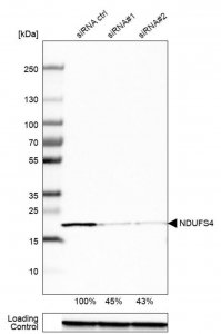 Anti-NDUFS4 antibody produced in rabbit 