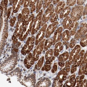 Anti-NDUFS4 antibody produced in rabbit 